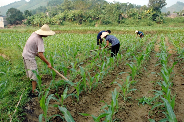 Kỹ thuật trồng giống ngô lai LVN - 10