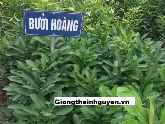 bưởi hoàng